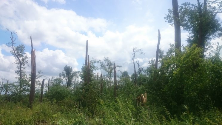 Пошкодження буревієм 5