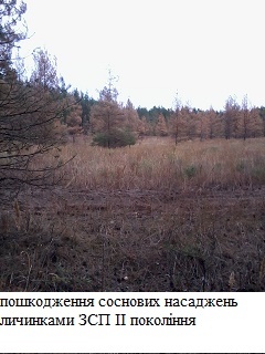 Пошкодження лісовою пожежею