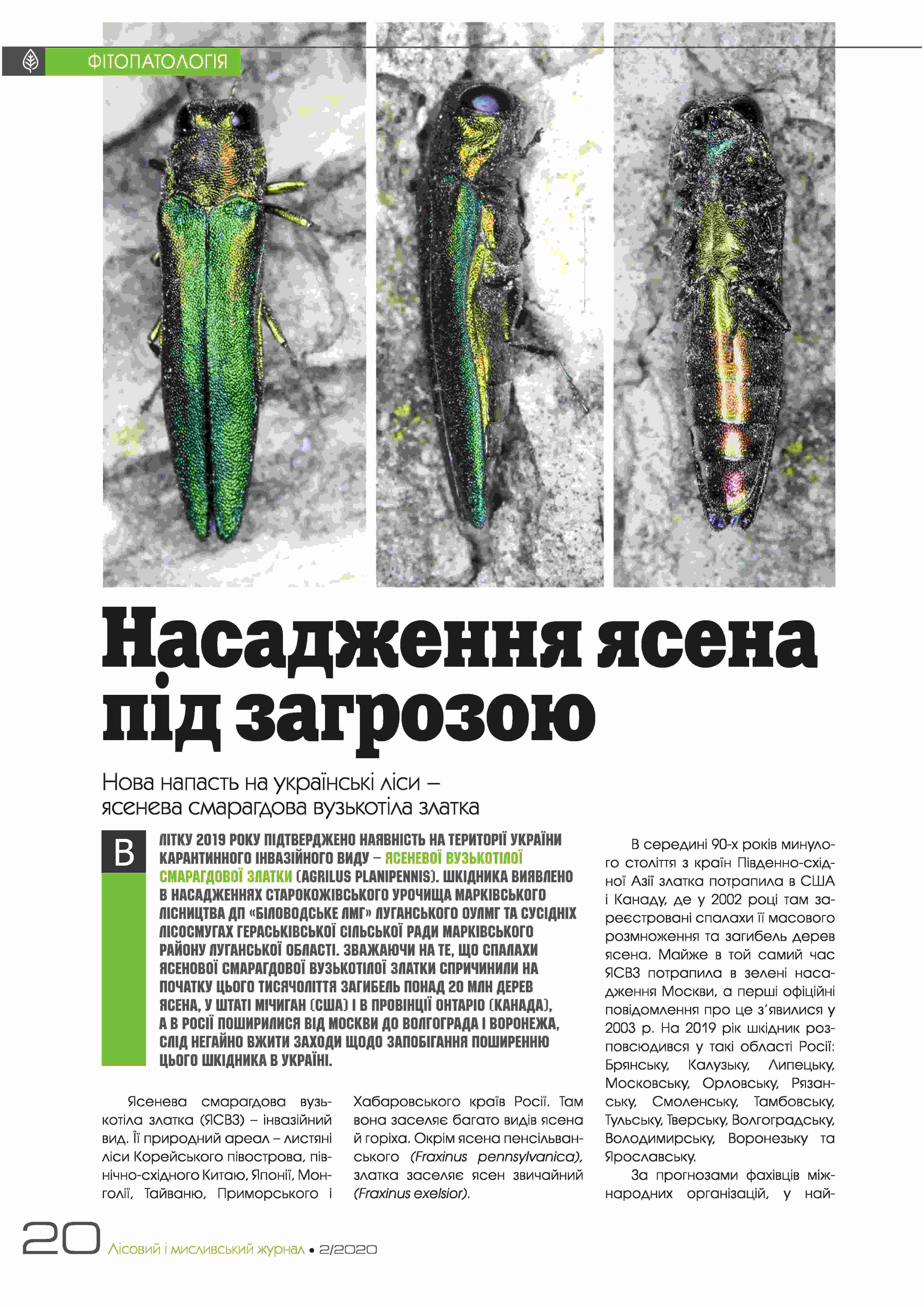 Ясені під загрозою