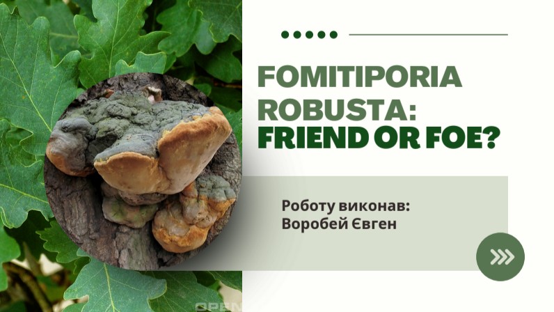 Несправжній дубовий трутовик