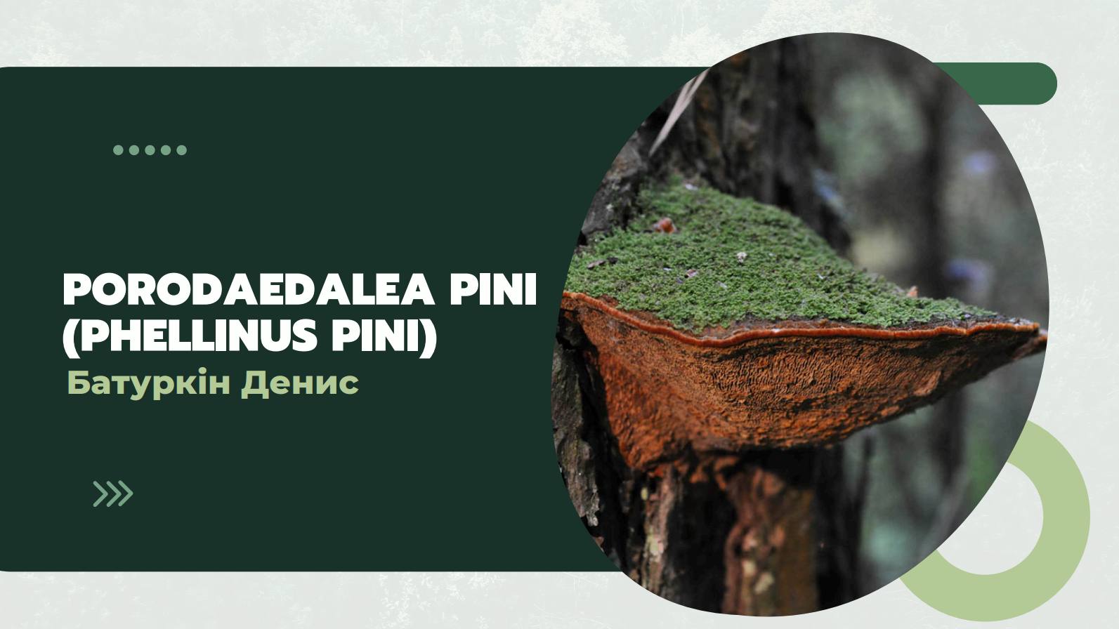PORODAEDALEA PINI (PHELLINUS PINI)